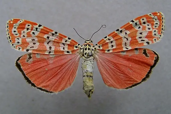 Bella moth