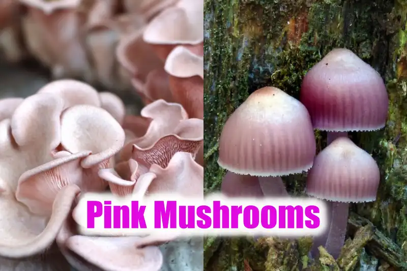 Pink mushrooms