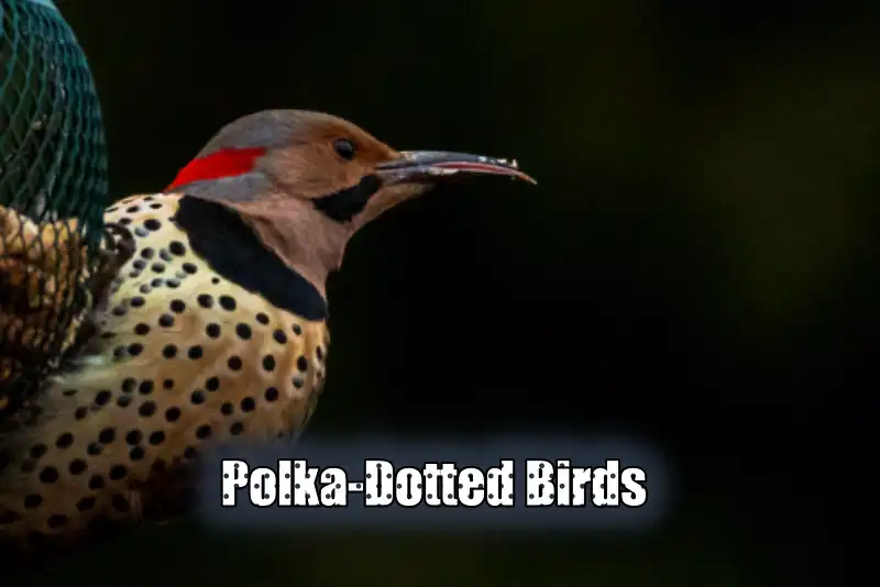 Polka-Dotted Birds