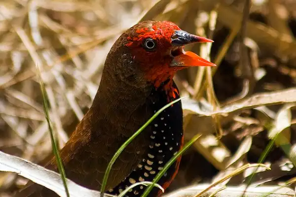 Painted firetail