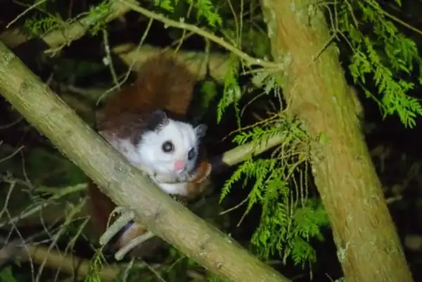 Red and white giant flying squirrel