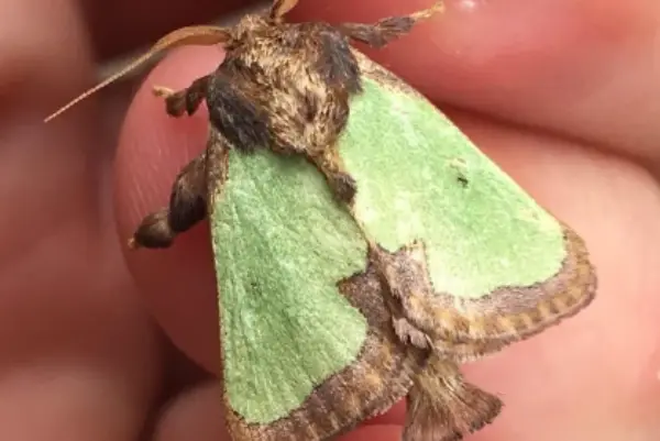 Green Oak-Slug Moth