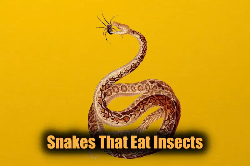 Snakes That Eat Insects