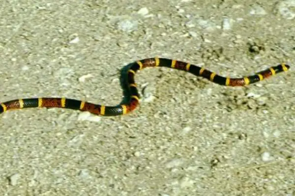 Common Coral Snake 