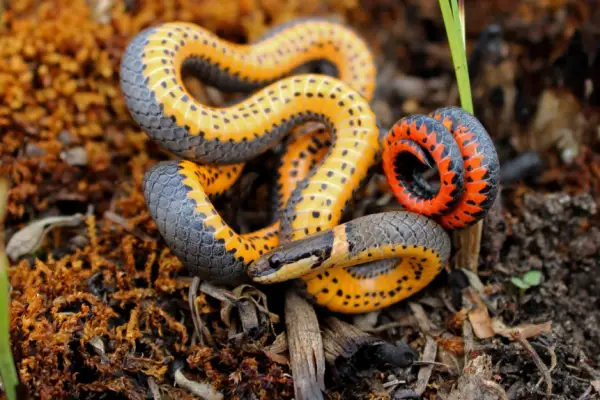 Ring-neck snake