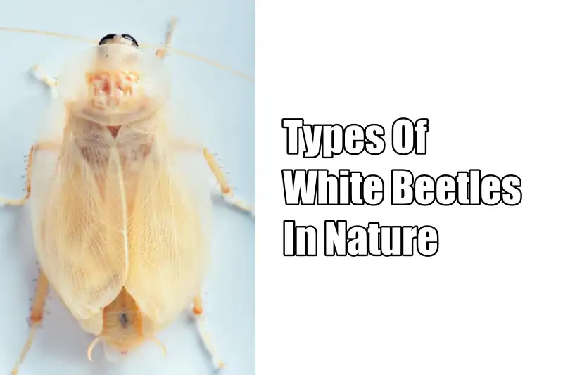 White Beetles In Nature