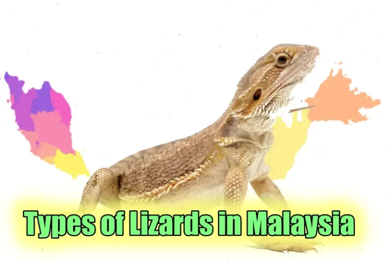 Lizards in Malaysia