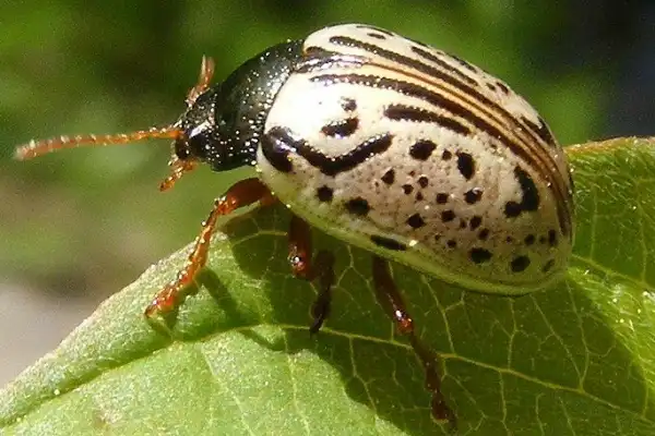 Dogwood Leaf Beetle