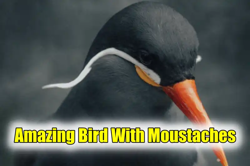 Birds With Moustaches