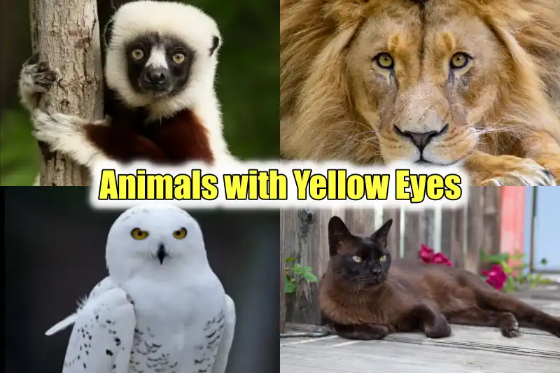 Animals with Yellow Eyes