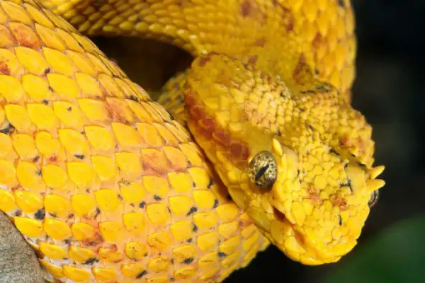 Yellow eyelash viper