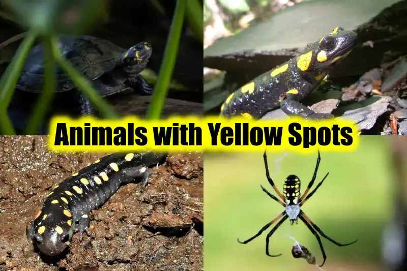 Animals with Yellow Spots