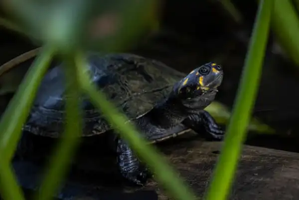 Yellow-Spotted Amazon River Turtle