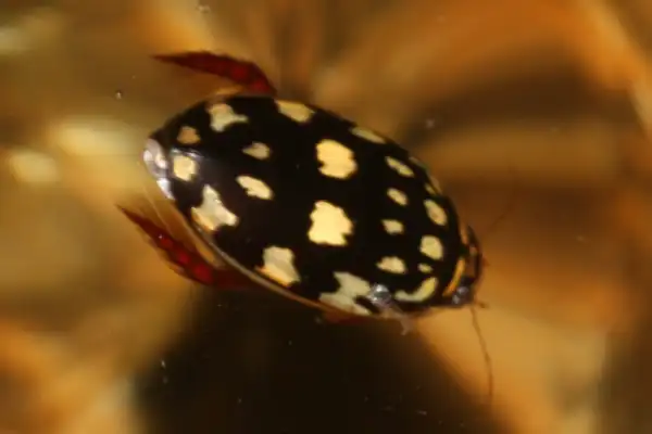 Yellow Spotted Diving Beetle