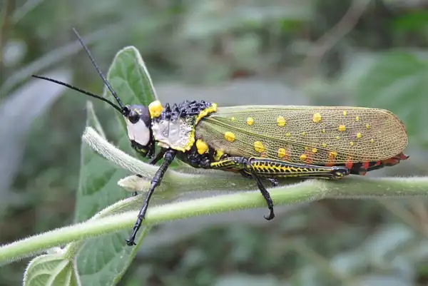 Yellow Spotted Grasshopper