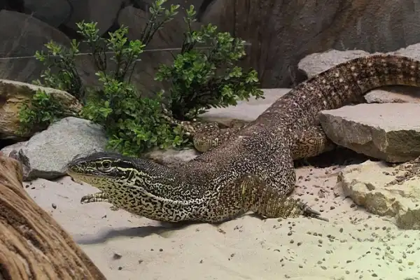 Yellow-Spotted Monitor