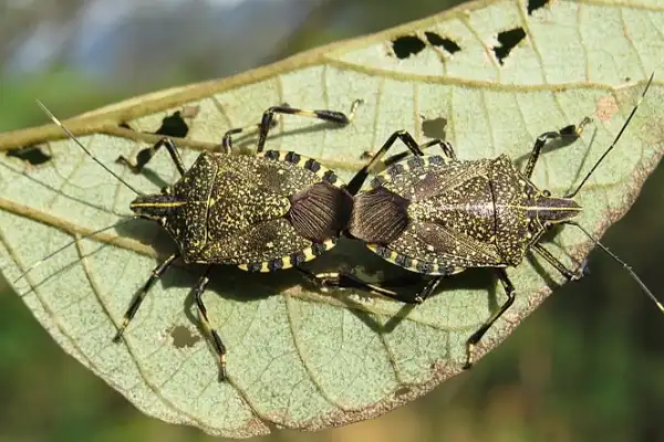 Yellow Spotted Stink Bug