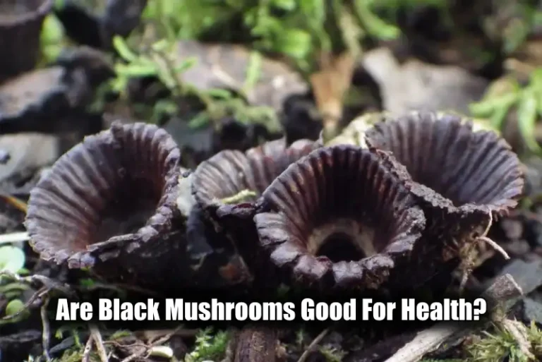Black Mushrooms