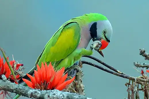 Red-breasted parakeets