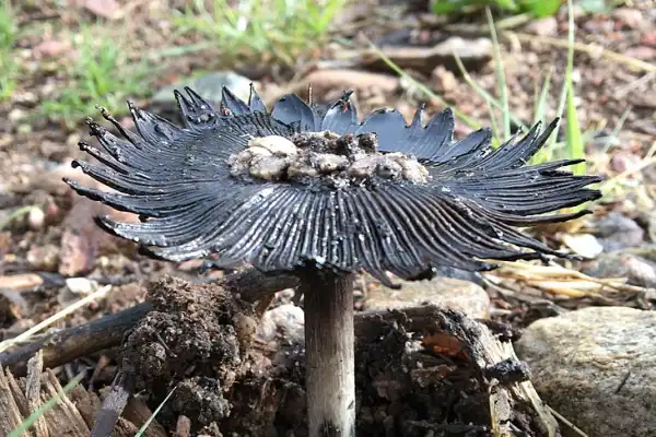 Star capped coprinus