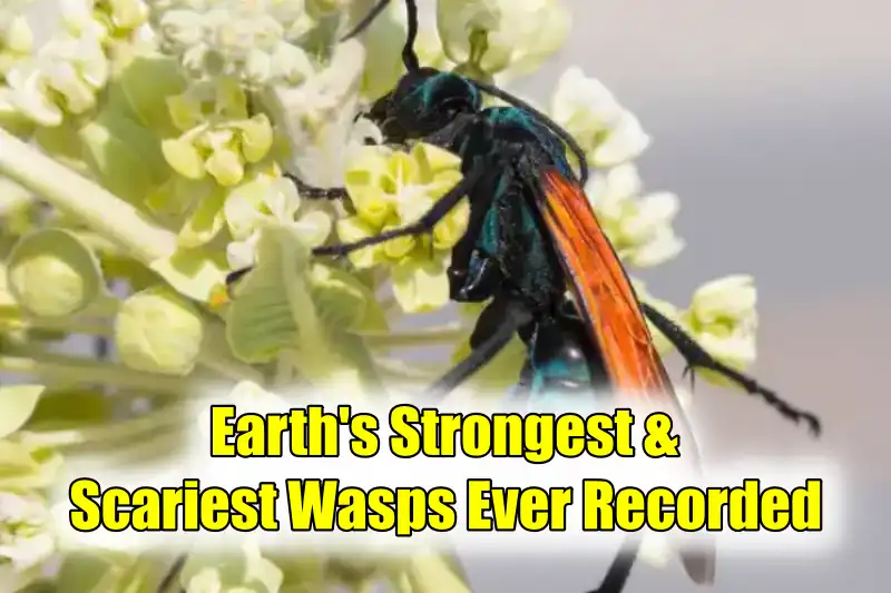 Earth's Strongest & Scariest Wasps