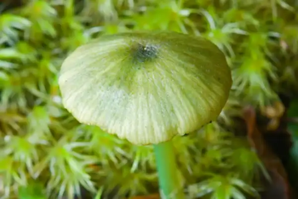Green Stem Pinkgill mushrooms