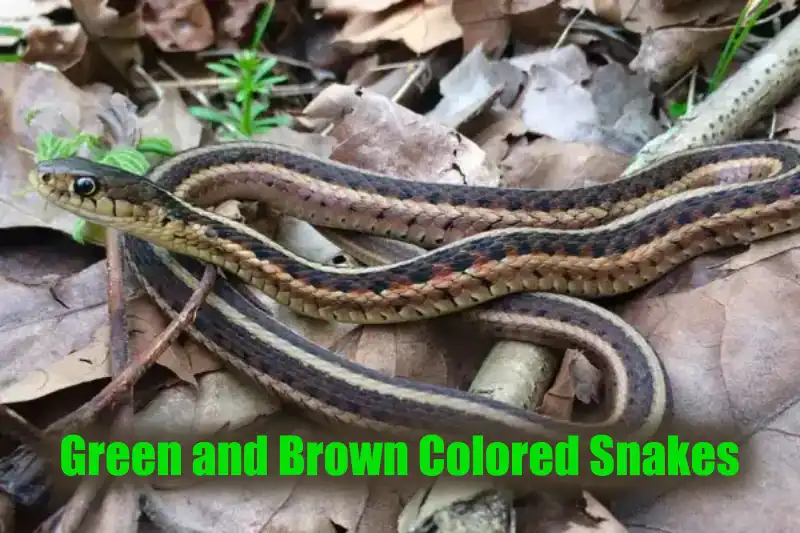 Green and Brown Colored Snakes