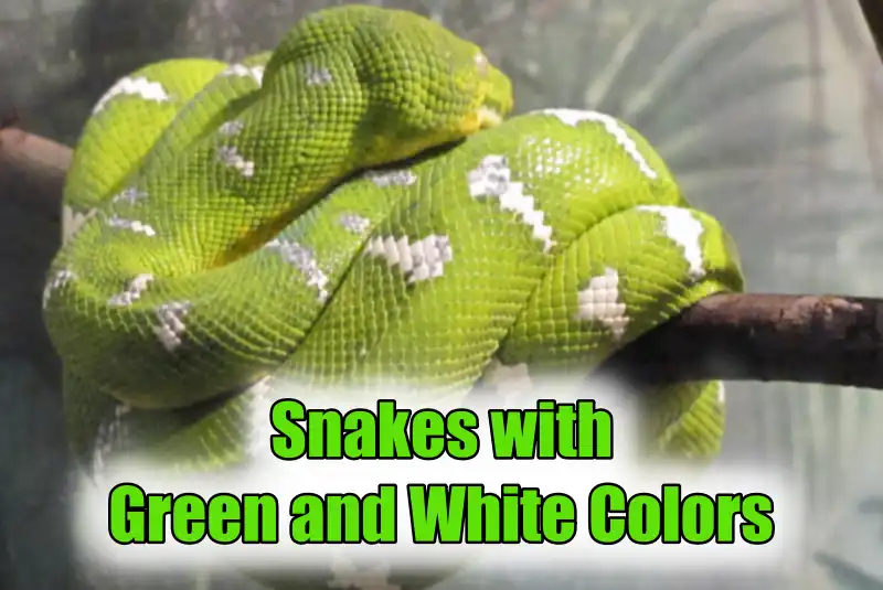 Green and White Colors Snakes