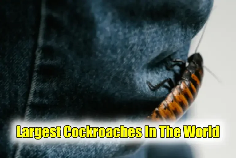 Largest Cockroaches In The World