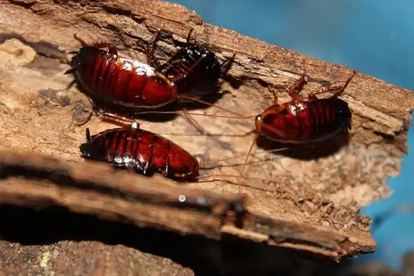 Florida Woods Cockroach