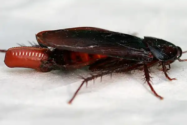 Smokybrown cockroach