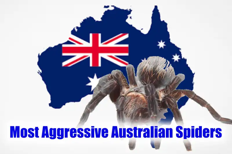 Most Aggressive Australian Spiders