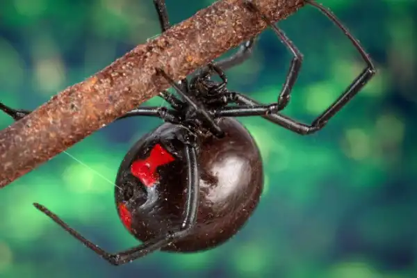 Red-Back Spider