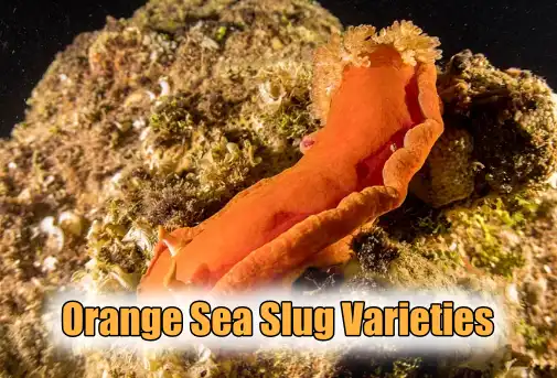 Orange sea slug