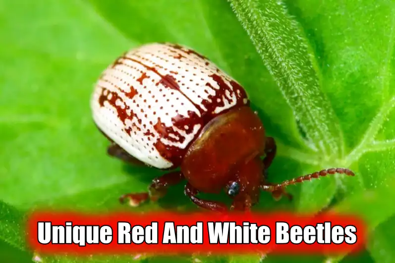 Red And White Beetles