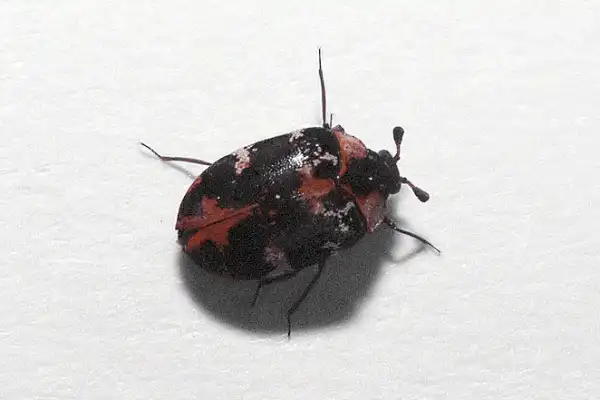 Common Carpet Beetle