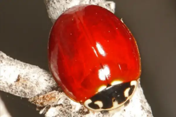 Western Blood Red Lady Beetle