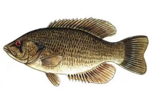 Rock bass fish