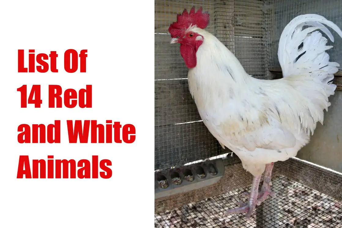 Red and White Animals