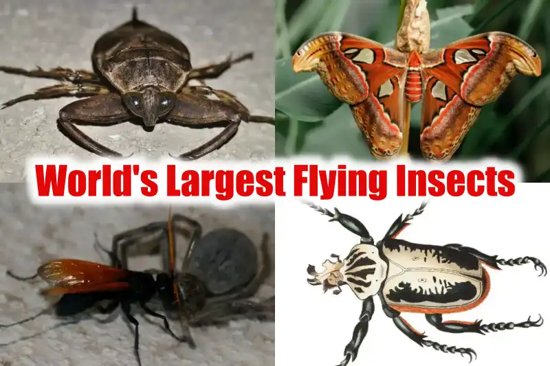Largest Flying Insects