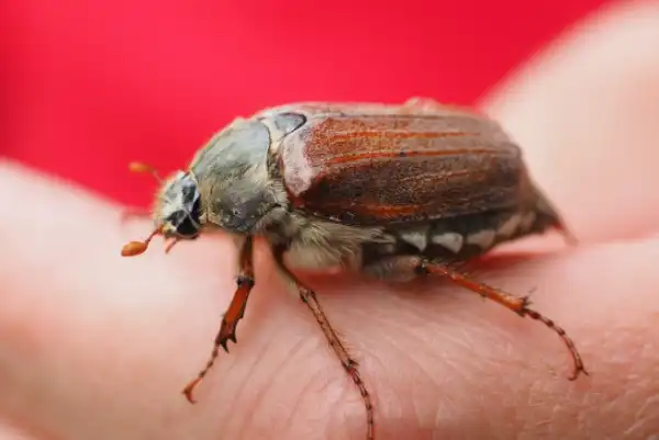 Common cockchafer beetles