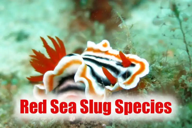 red sea slug species