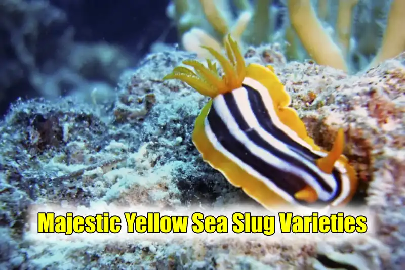 yellow sea slugs
