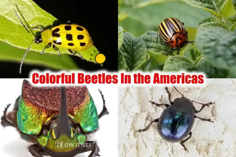Colorful Beetles In the Americas