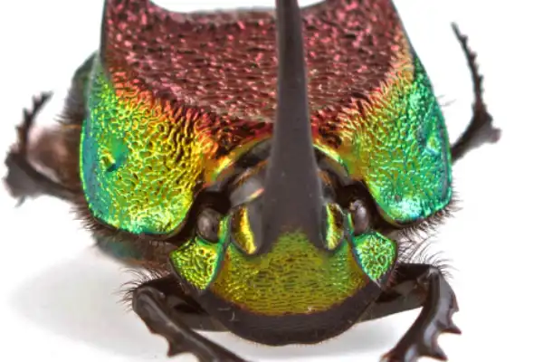 Rainbow scarab