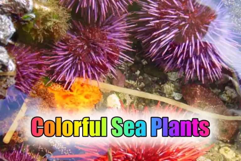 Colorful Sea Plants