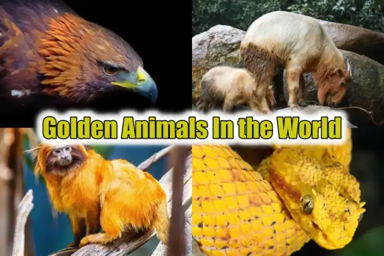 Golden Animals In the World