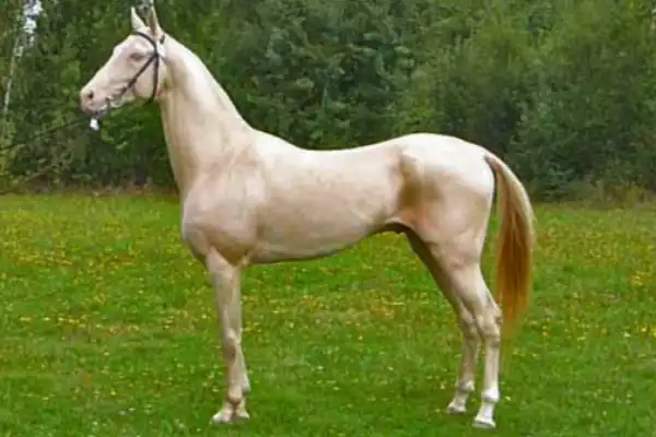 Akhal-Teke Horse