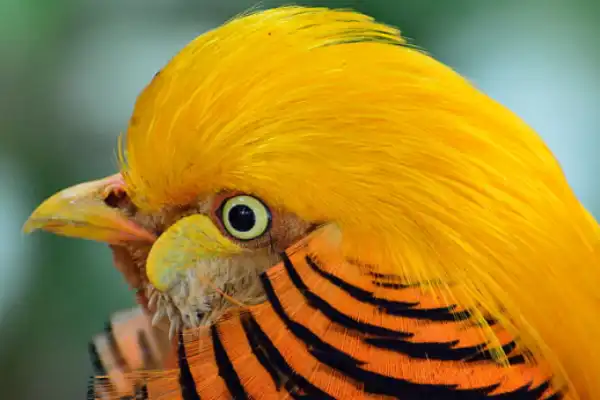 Chinese Golden Pheasant