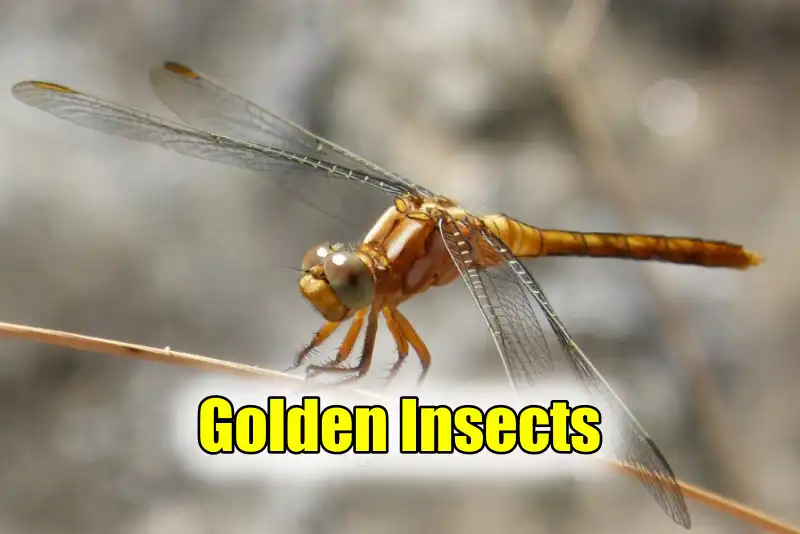 Golden Insects